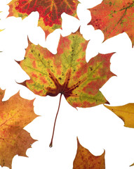 Autumn Leafs
