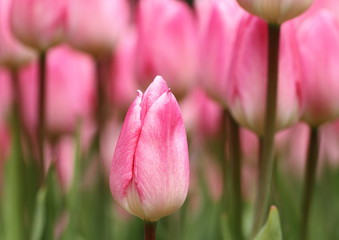 チューリップ(Tulipa)