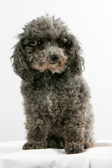 Caniche nain