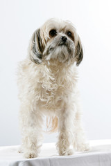 Bichon