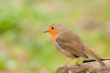 Robin redbreast