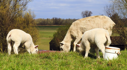 Fototapeta premium Mother and two young lambs