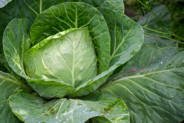 cabbage