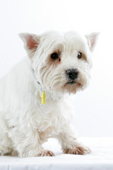 Westie