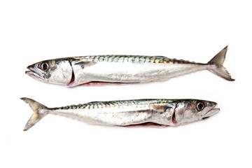mackerel fish isolated on a white studio background.
