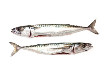 mackerel fish isolated on a white studio background.