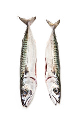 mackerel fish isolated on a white studio background.