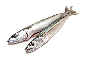 mackerel fish