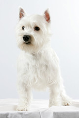 Westie