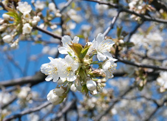 spring flowering