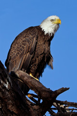 Weisskopfseeadler am Adlerhorst