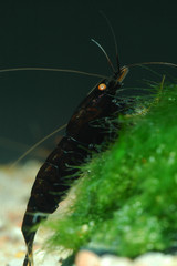 caridina cantonensis black tiger