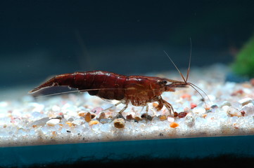neocaridina heteropoda sakura choco