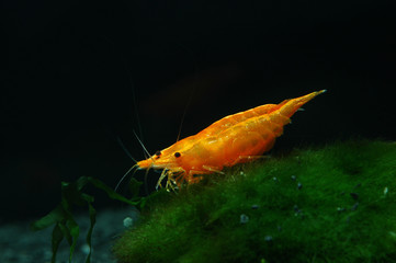 neocaridina heteropoda sakura orange