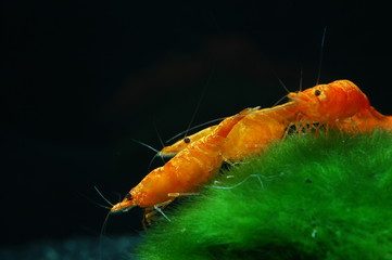 neocaridina heteropoda sakura orange