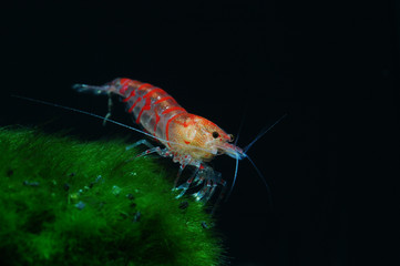 caridina cantonensis red tiger