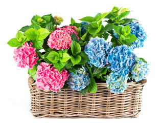 beautiful pink and blue hortensia flowers