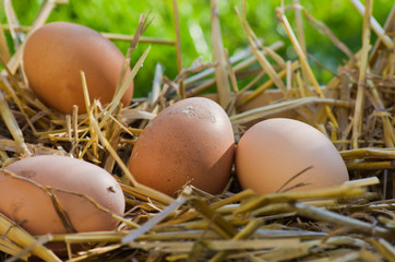 paille,oeufs,pâques,nourriture,campagne,