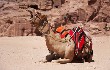Dromadaire, à Pétra, Jordanie.