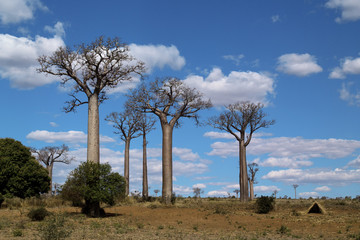 Fototapeta na wymiar drzewa baobab