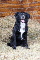 One black and white border collie dog, studio shot