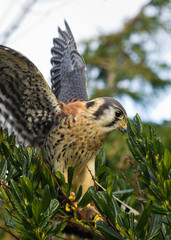 American Kestrel in tree