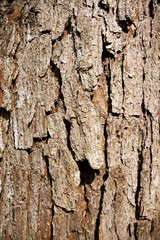 brown bark of big tree showing texture as wallpaper.