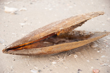 Muschel am Strand