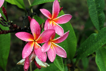 fiori rosa © tommicris