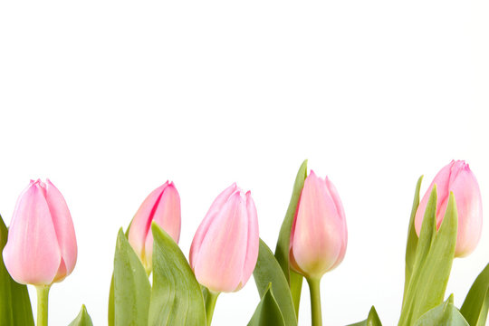 Rosane geschlossene Tulpen