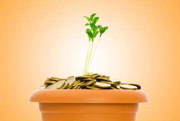 Green seedling growing from the pile of coins
