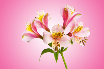 Colourful lilies against gradient background