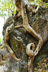 Rocky outcrop with bare roots showing on a large hardwoods tree