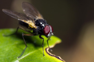 forest fly
