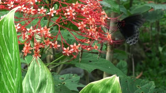 Gorgeous butterfly flies