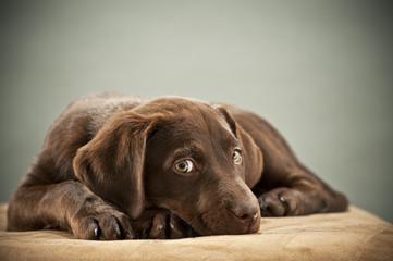 Puppy with pity look