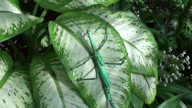 Green bug