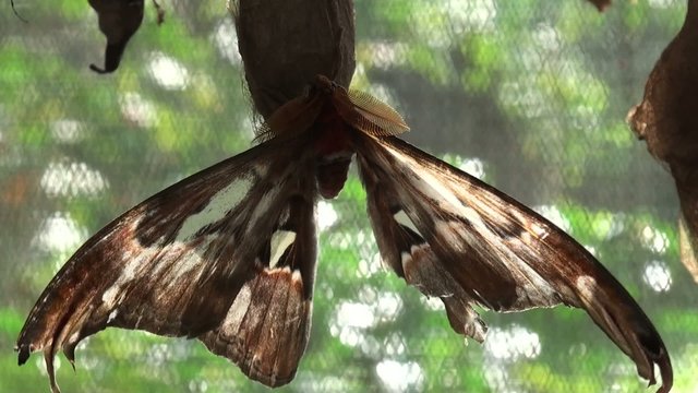 Gorgeous butterfly on the cocoon