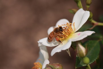 蜜蜂と野バラ