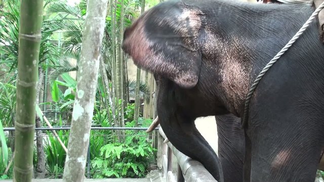 Two elephants are waiting for the order&hellip;