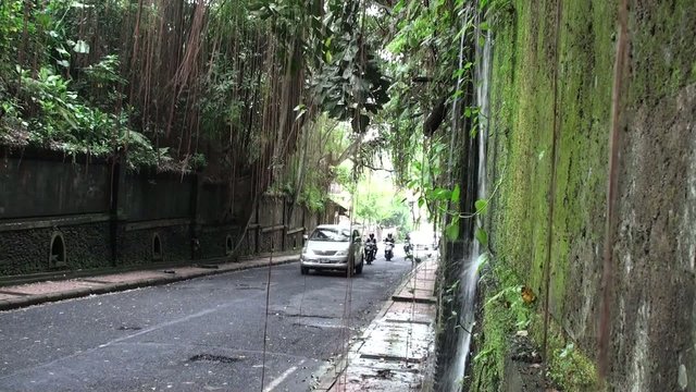 Busy road in jungle