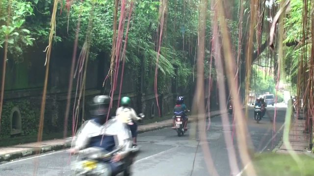 Traffic in jungle