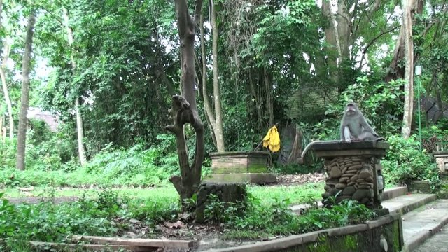 Monkey on the tree