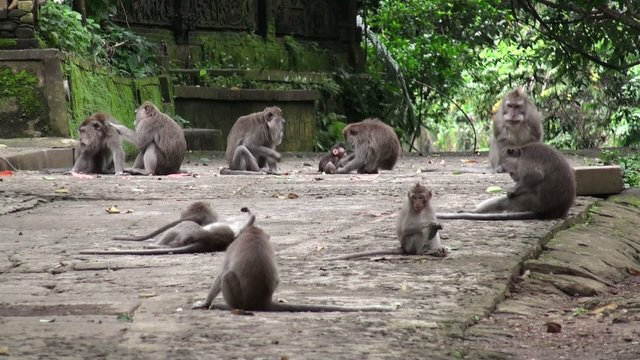 Big monkey family