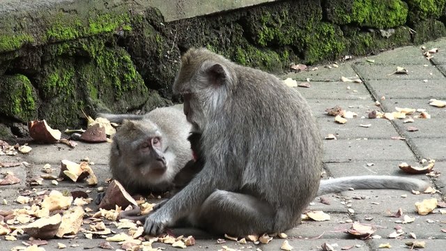 Monkey family
