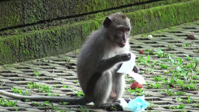Little monkey eats a napkin