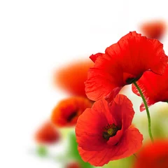 Photo sur Plexiglas Coquelicots coquelicots fond blanc, fleurs rouges, cadre