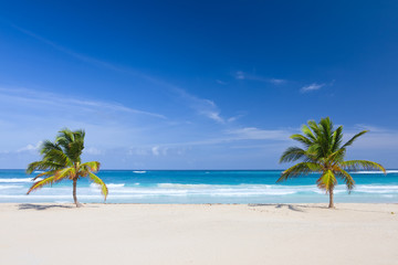 Two palm trees on the tropical beach, Dominican Republic