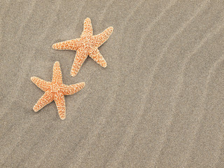 Fototapeta na wymiar Two Starfish on the Beach with Windswept Sand Ripples