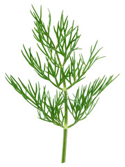 Green dill isolated on white background. Studio macro